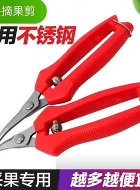 加厚不锈钢采果剪弯头剪刀采摘番茄柑橘剪刀园艺翘头火龙果修枝剪
