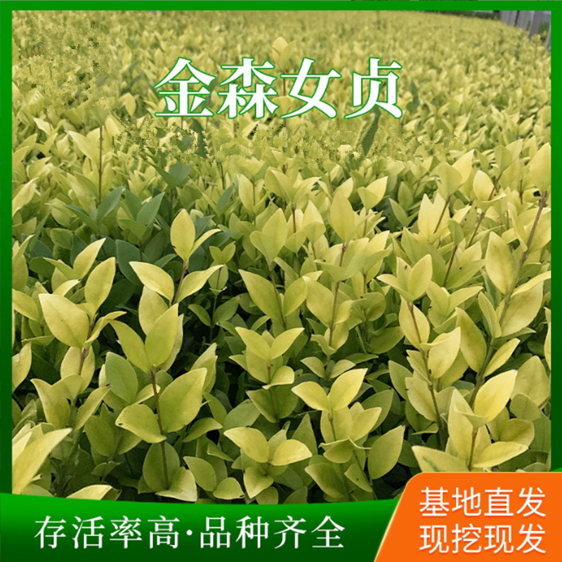 金森女贞树苗庭院彩色篱笆围墙绿篱金叶女贞苗四季不落叶耐寒植物