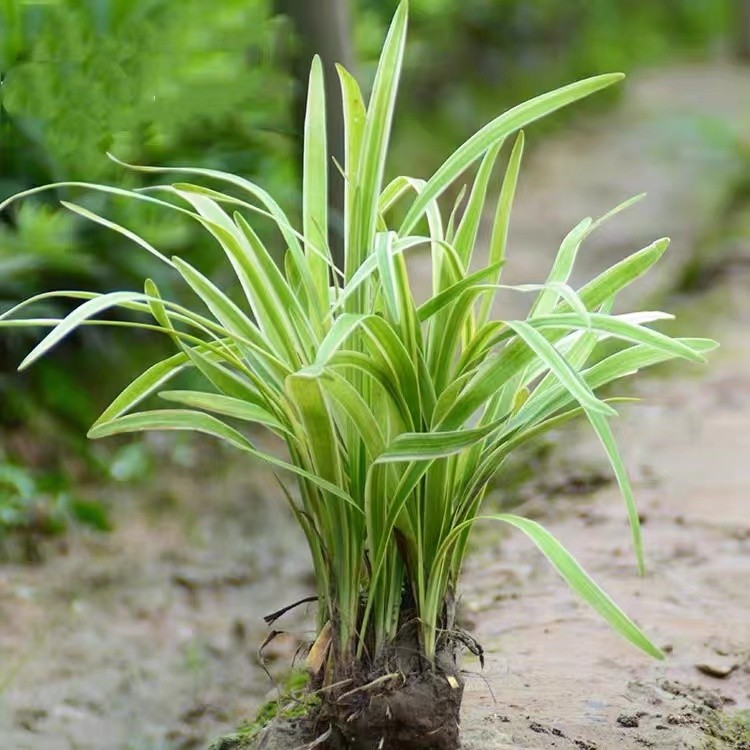 金边麦冬草四季常青庭院花草玉龙草金边阔叶盆栽绿植耐寒耐冻盆景