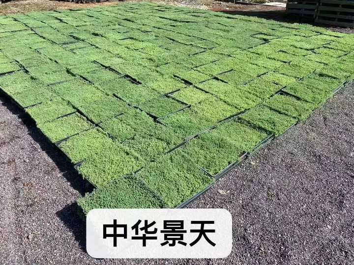 薄雪万年草中华景天黄金佛甲草垂盆草四季常青屋顶绿化苗多肉植物