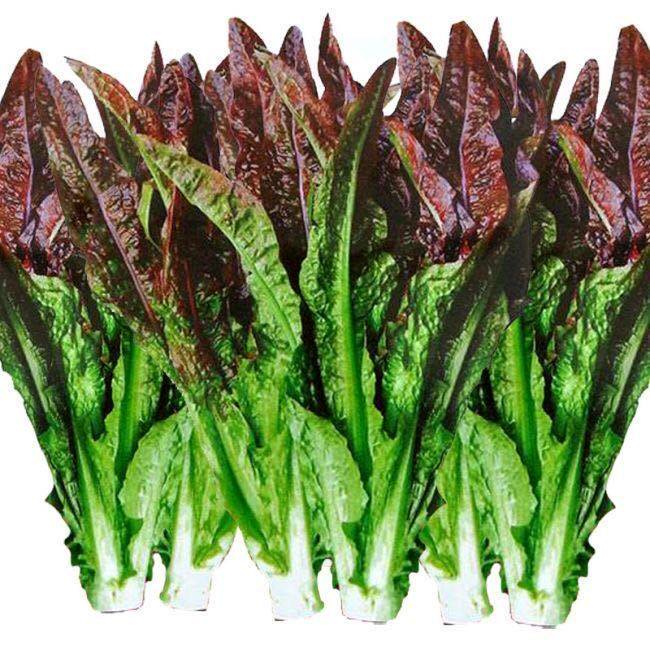 四季红油麦菜种子大叶油麦菜种籽耐寒热口感脆嫩农家高产大棚蔬菜