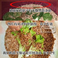 钓鱼饵颗粒型鲜活红虫子龙鱼油炸仓鼠粮食面包虫干营养高蛋白龟食
