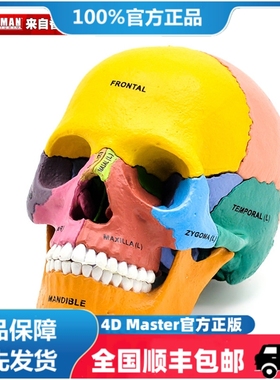 正版 4D MASTER 头部骨骼拼装骷髅模型彩色头骨模型4dmaster模具