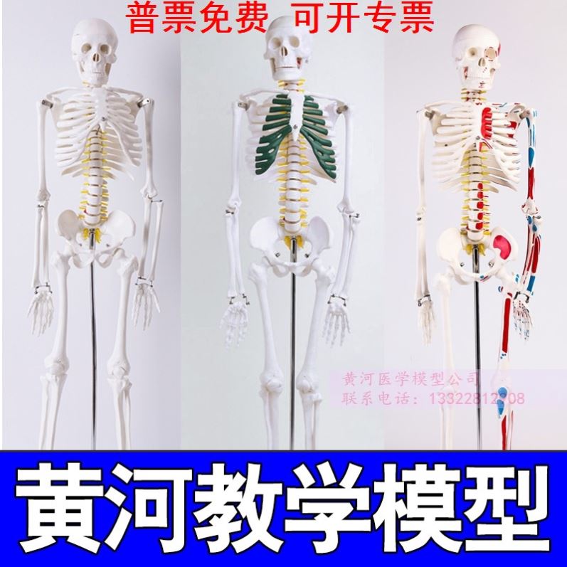 人体骨骼模型仿真人可拆卸全身小椎间盘医学脊柱小白骨架骷髅玩具
