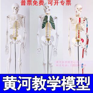 人体骨骼模型仿真人可拆卸全身小椎间盘医学脊柱小白骨架骷髅玩具