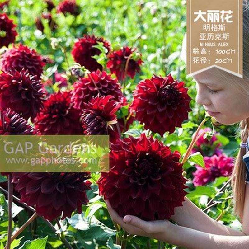大丽花巨型花 四季地瓜花种球庭院种植花卉室内球根超好种阳台大