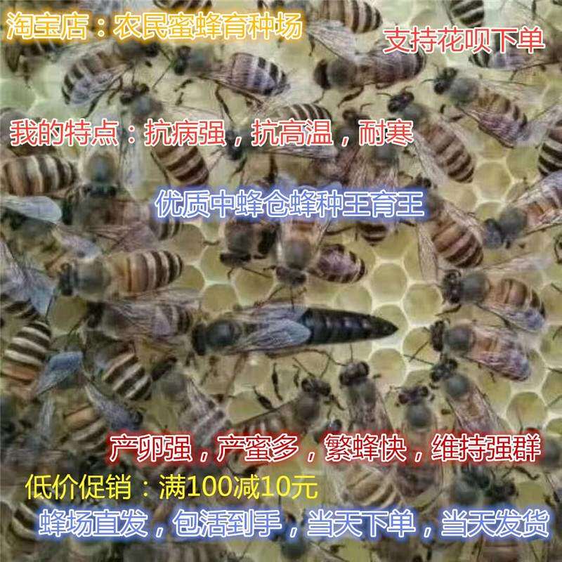 阿坝中蜂王湖南中蜂种王仓蜂王王蜜蜂种蜜王优质蜂王种高产双色王|ruв категории животное/Животное питание и принадлежностей, других домашних животных, других домашних животных - от Buy2taobao.com для оказания профессиональной услуги покупки агента Taobao