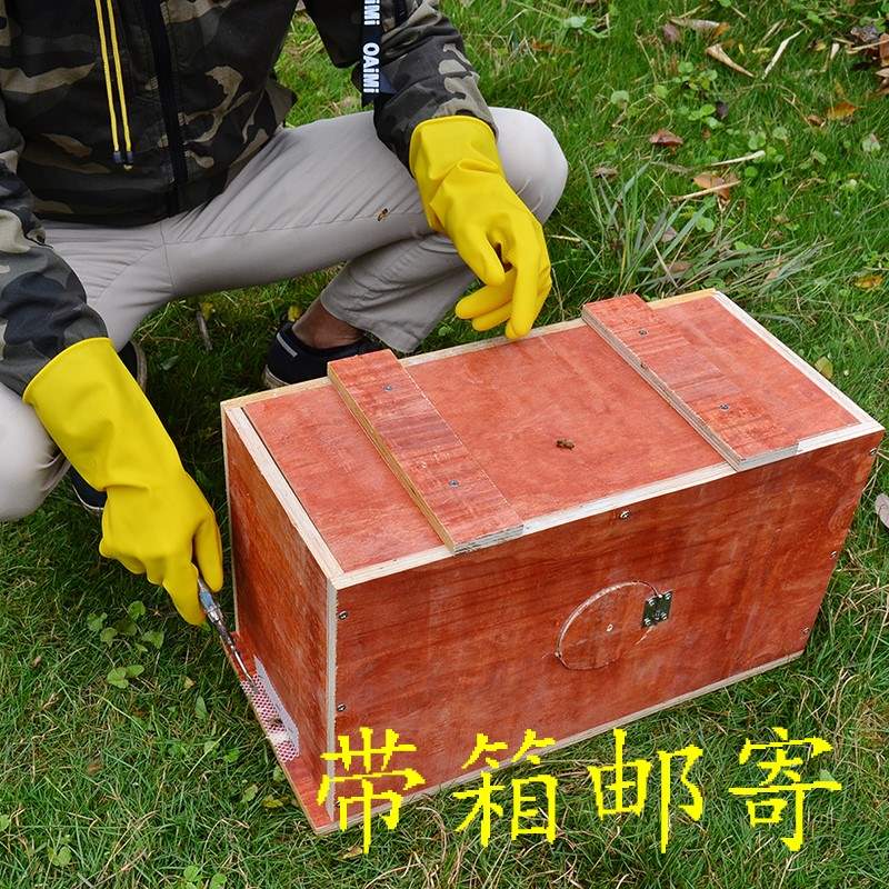 意蜂蜂群蜜蜂蜂群笼蜂蜂王蜂群蜜王|ruв категории животное/Животное питание и принадлежностей, других домашних животных, других домашних животных - от Buy2taobao.com для оказания профессиональной услуги покупки агента Taobao