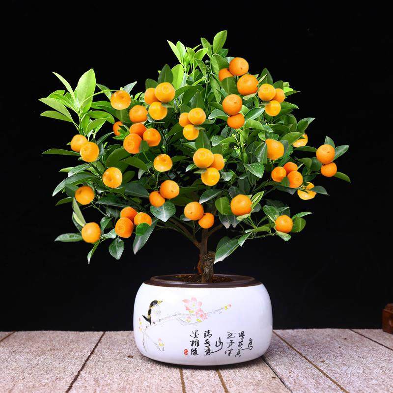 年桔盆栽办公室装饰橘子树春节日观赏花盆乔迁室内绿植物桔子