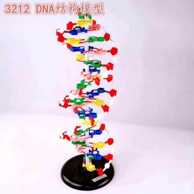 大号DNA双螺旋结构模型 DNA结构模型带底座遗传基因生物实验器材