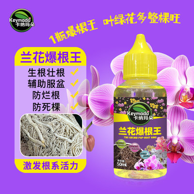 卡纳玛朵兰花爆根王生根壮根