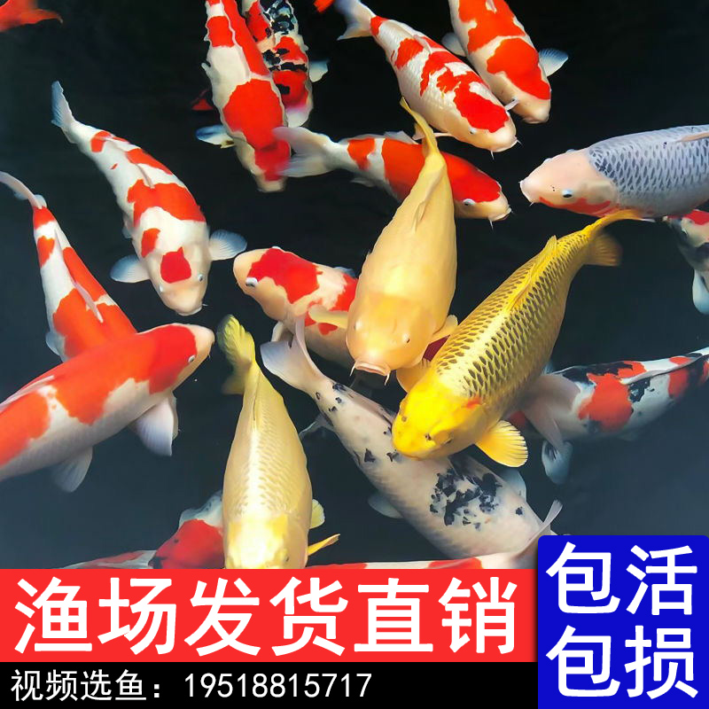 精品锦鲤活体观赏鱼淡水鱼冷水鱼纯种锦鲤鱼红白大正三色黄金丹顶