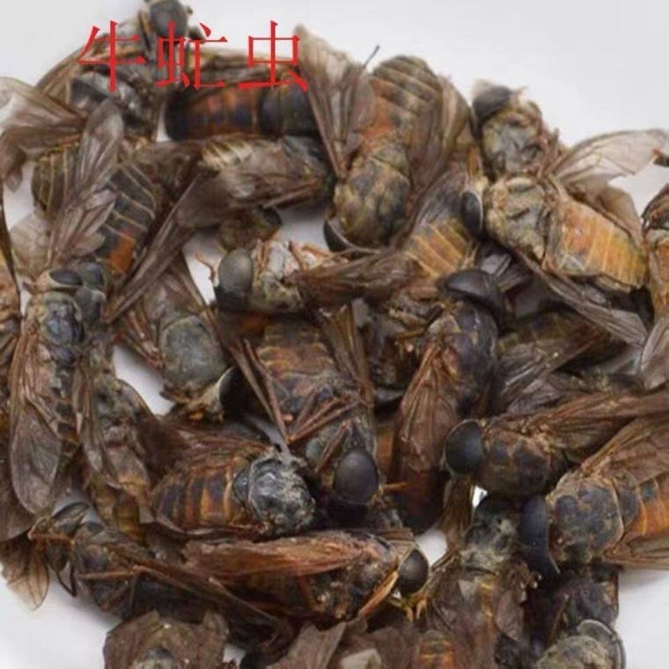 牛虻虫中药材牛虻虫正品牛虻虫蜚虻炒虻虫大牛虻免费打粉