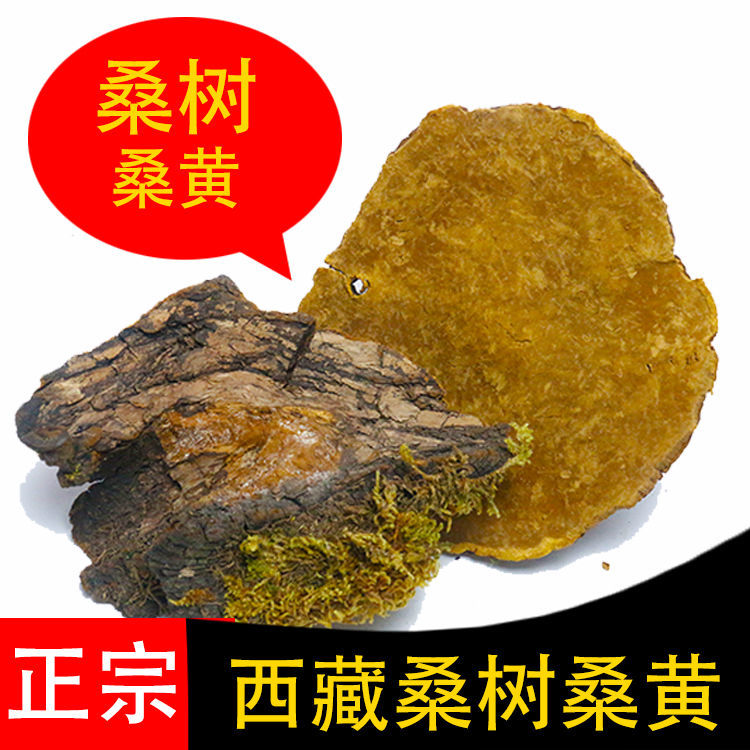 西藏野生桑黄正宗西藏桑树桑黄野生纯天然金边桑黄灵芝桑黄泡酒水