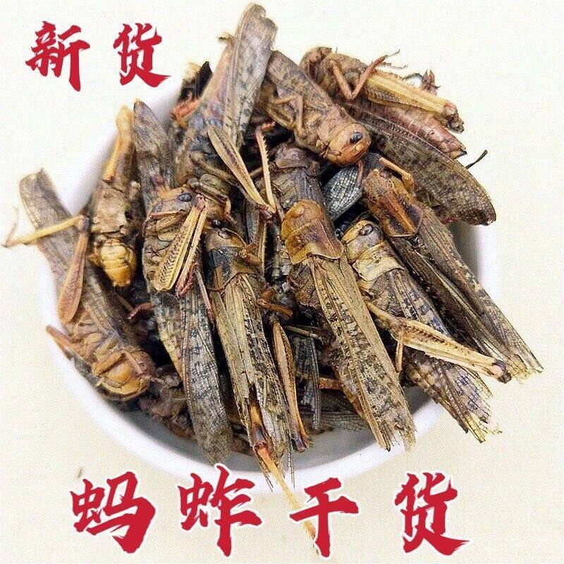 0添加天然精选蚂蚱干烘干蚂蚱蚂蚱干中药蚂蚱蝗虫干蚱蜢干鸟食