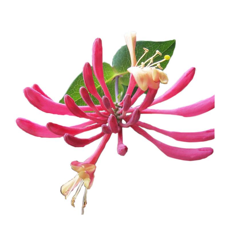 金银花京红久食用红色攀缘藤本花灌木树苗阳台垂吊爬藤盆栽花卉