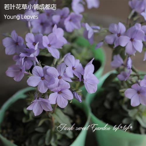 淡紫 匐茎福禄考 山野草Phlox Sherwood Purple宿根垂吊耐寒 盆栽