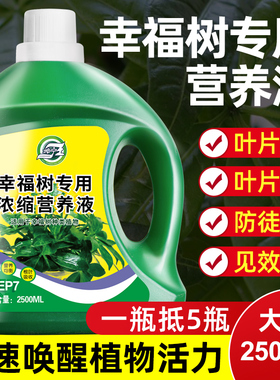 坤宁王幸福树专用营养液肥料专用肥治落叶掉叶子室内绿植养花花肥