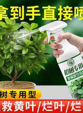 榕树免稀释营养液改善黄叶掉叶