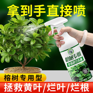 榕树营养液免稀释肥料专用肥黄金榕人参榕小叶榕树盆景通用营养液