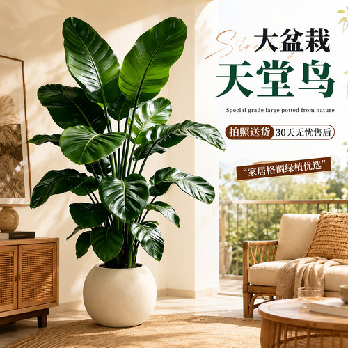 客厅办公室大型大叶绿植盆栽