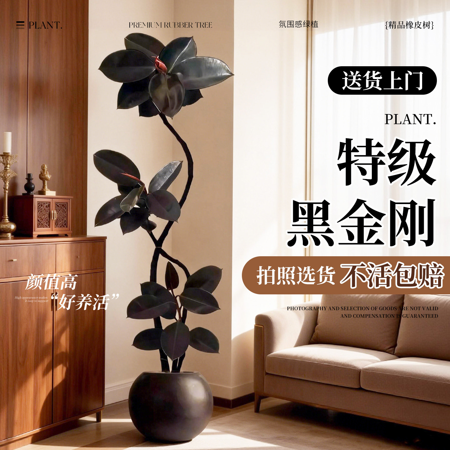 黑金刚橡皮树客厅绿植高级感大盆栽植物轻奢办公室内落地高端好养,鲜花速递/花卉仿真/绿植园艺,大型绿植/成品组合盆栽,淘宝优惠券,粉丝福利购,淘宝优惠卷