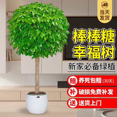 精品幸福树客厅盆栽棒棒糖平安树