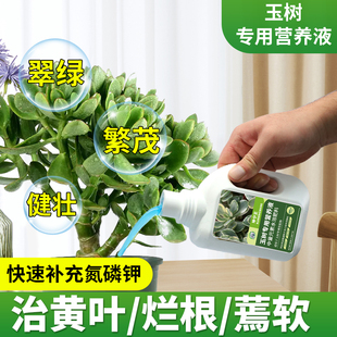 玉树肥料专用营养液叶面肥料植物酸性营养液家用盆栽绿植水溶肥料