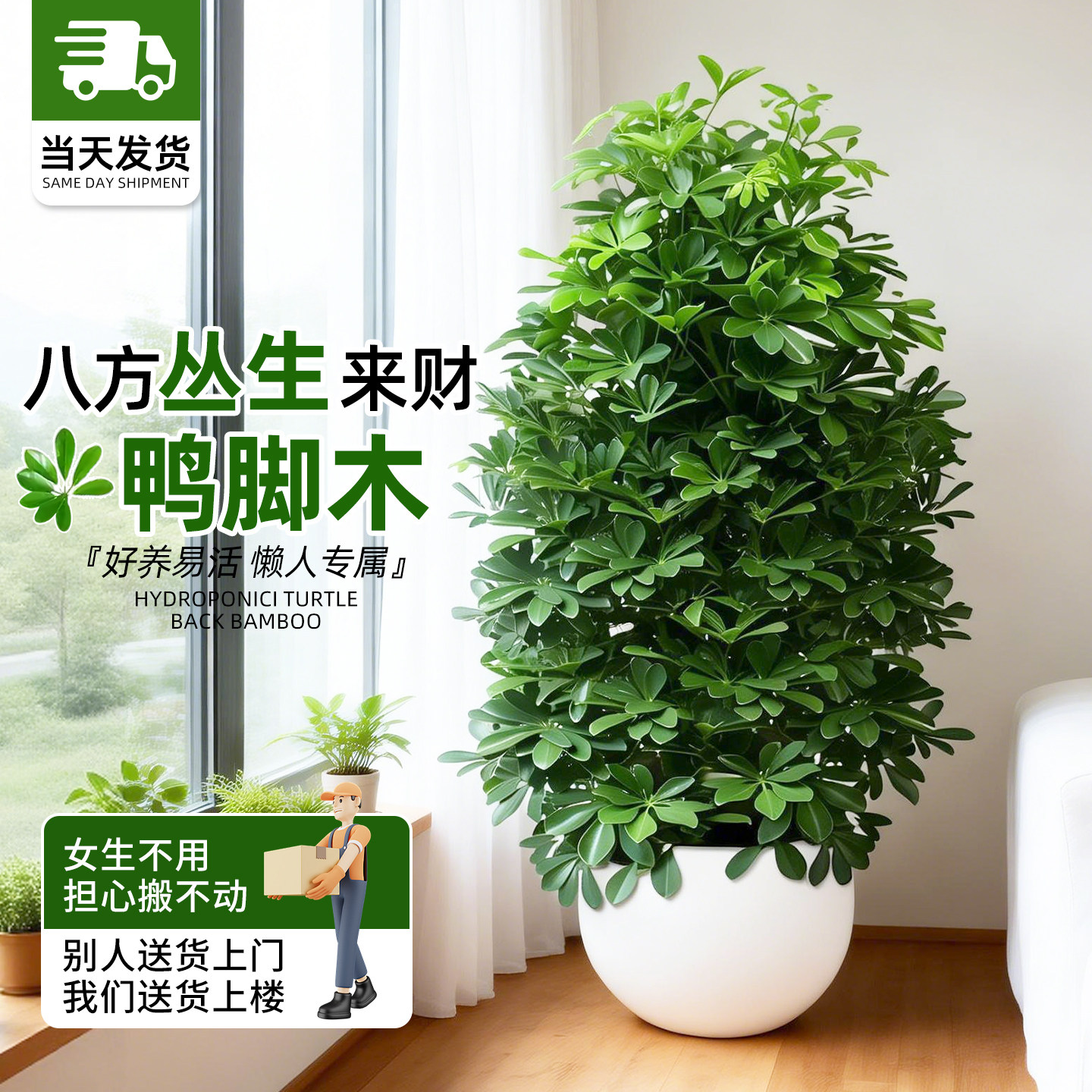 八方来财鸭脚木盆栽开业送礼高级感客厅大绿植鹅掌柴室内大型植物