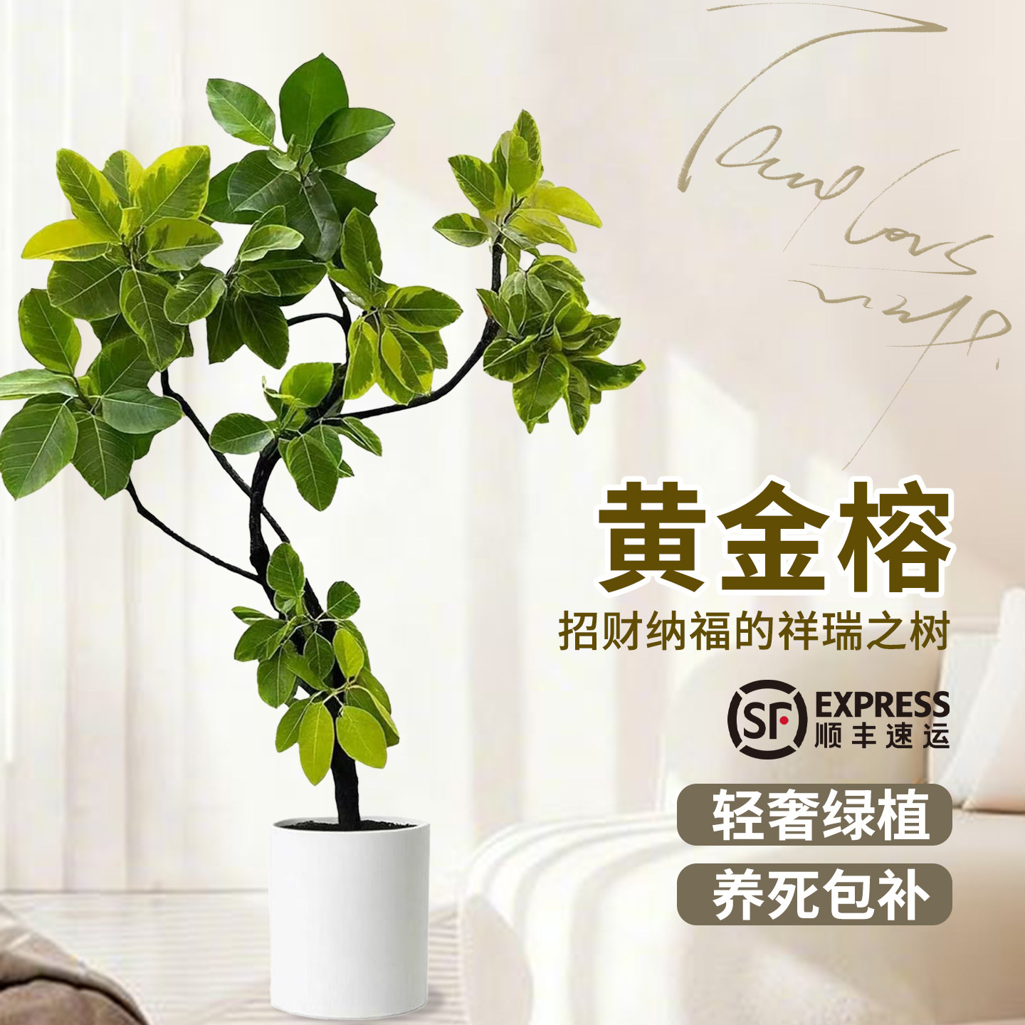 黄金榕客厅绿植室内大盆栽