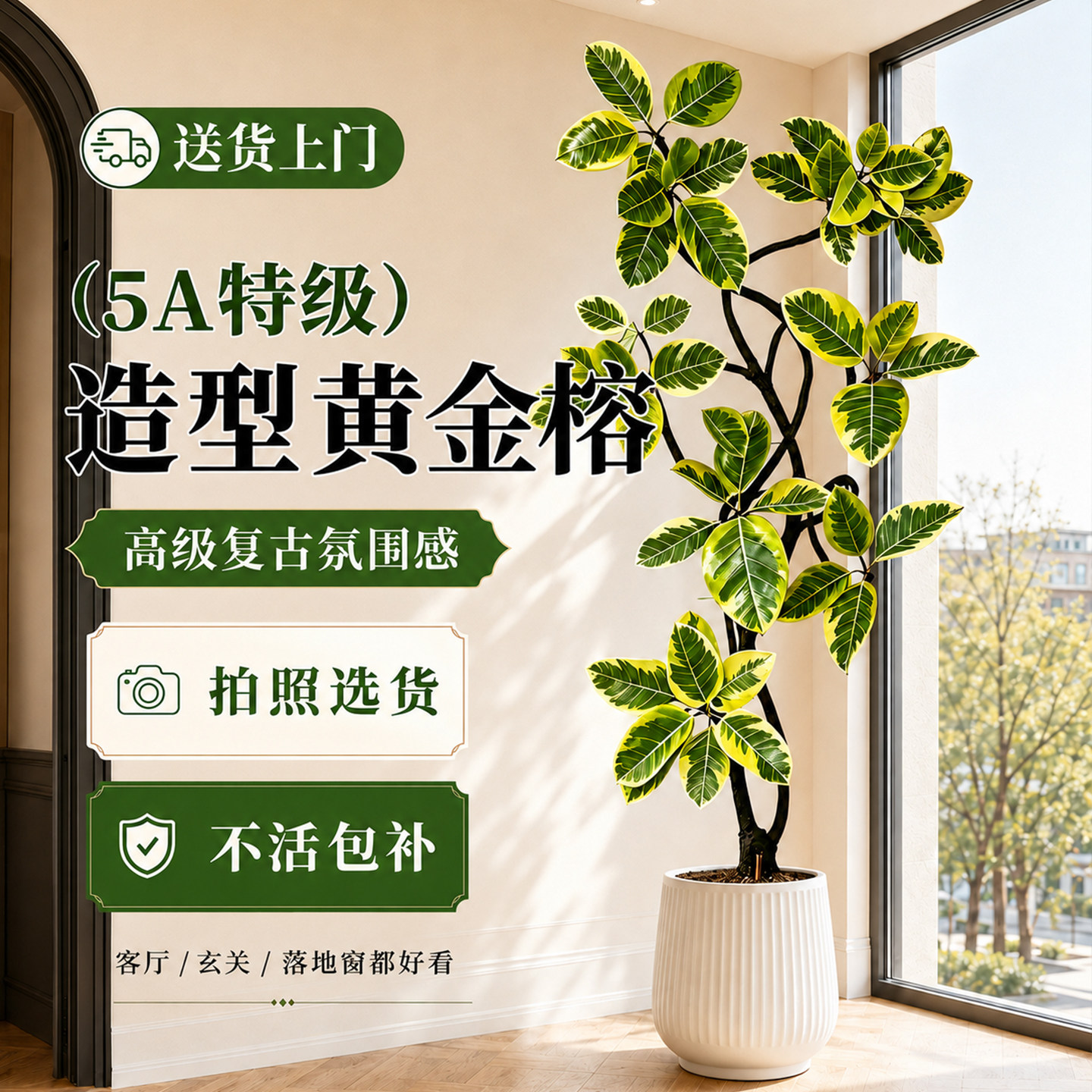 黄金榕客厅绿植室内大盆栽高级感大型植物高端大气上档次落地真花
