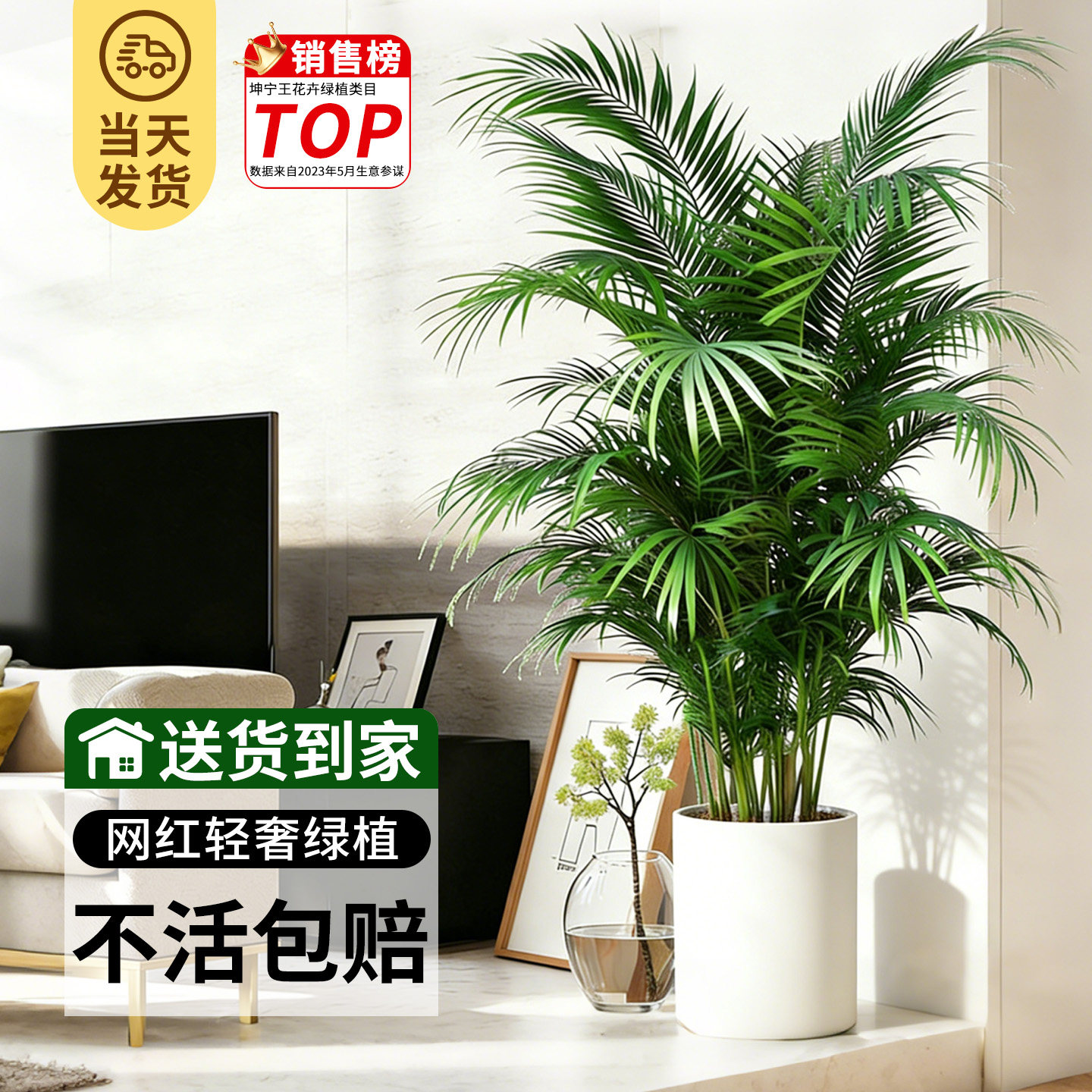 散尾葵植物盆栽客厅绿植凤尾竹大号客厅盆景大型老桩好养活四季