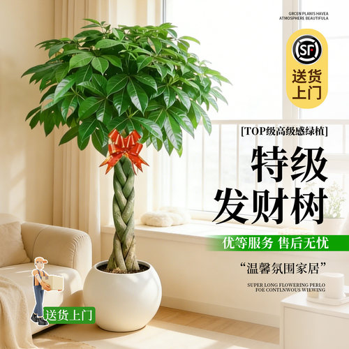 辫子发财树大型落地盆栽招财