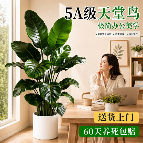 天堂鸟落地大号盆栽好养真花