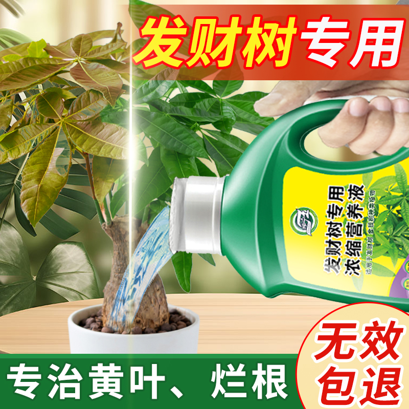 发财树营养液叶子枯黄掉叶