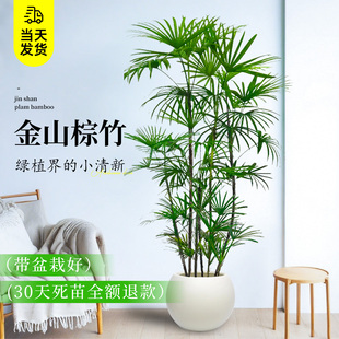 四季 金山棕竹盆栽室内植物大型绿植客厅细叶竹子落地式 长青好养