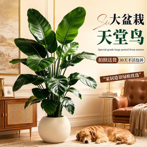 天堂鸟落地盆栽四季常青好养