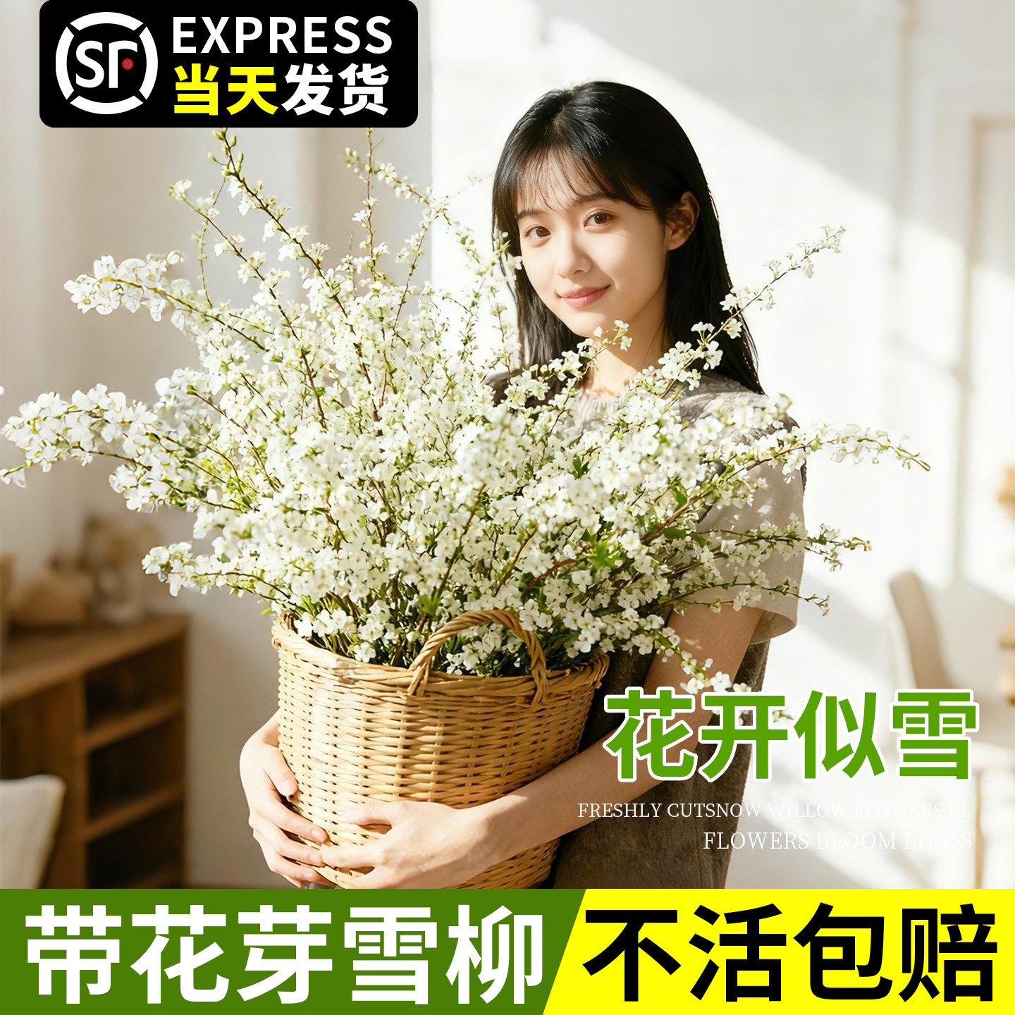 雪柳鲜枝带花带花苞干枝插花水培植物室内外好养花卉绿植龙柳盆栽