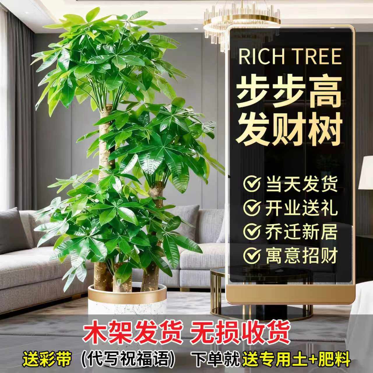步步高发财树三杆原生客厅大盆栽大型绿植乔迁新居办公室开业送礼,鲜花速递/花卉仿真/绿植园艺,大型绿植/成品组合盆栽,淘宝优惠券,粉丝福利购,淘宝优惠卷
