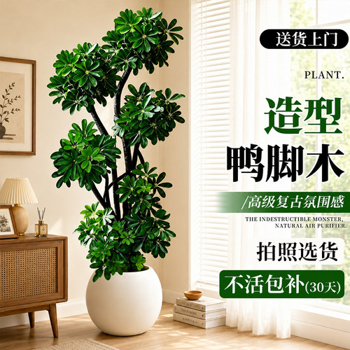 大型落地鸭脚木四季常青盆栽