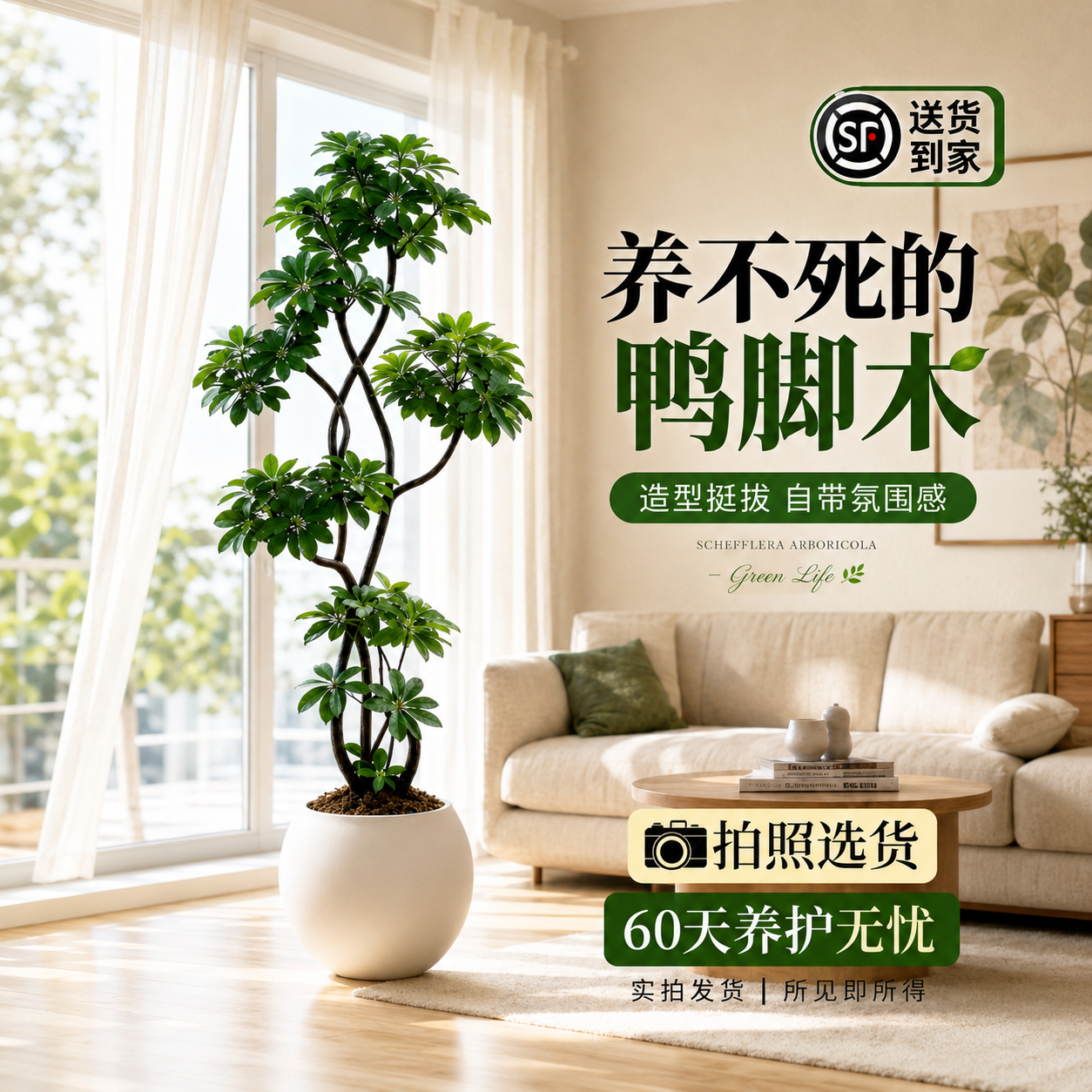 造型鸭脚木客厅大盆栽鸭掌木鹅掌柴室内植物落地式大型四季常青绿