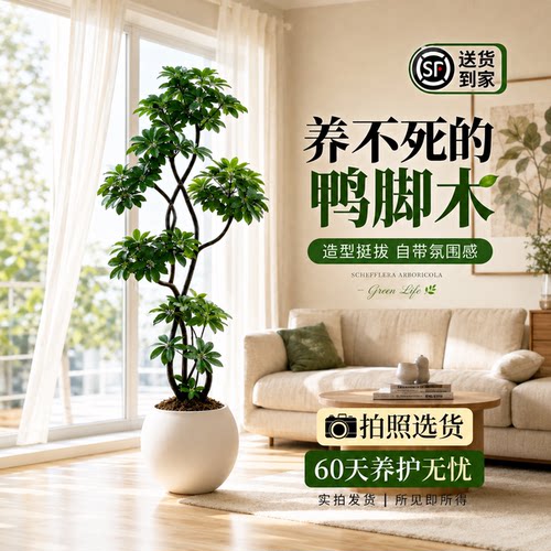 客厅落地大盆栽鸭脚木四季常青