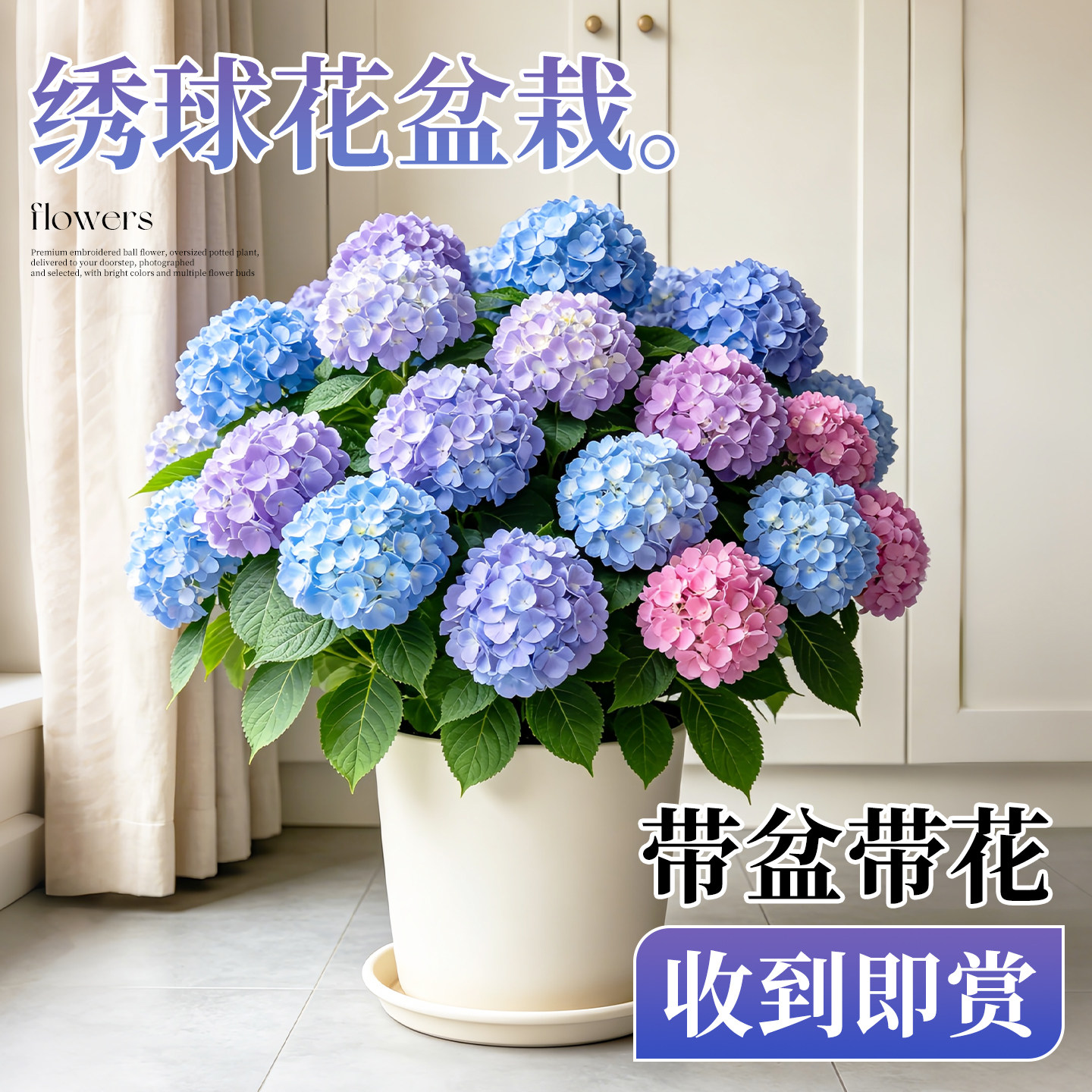 绣球花盆栽带花老桩无尽夏花苗四季室内开花庭院阳台鲜花卉绿植物