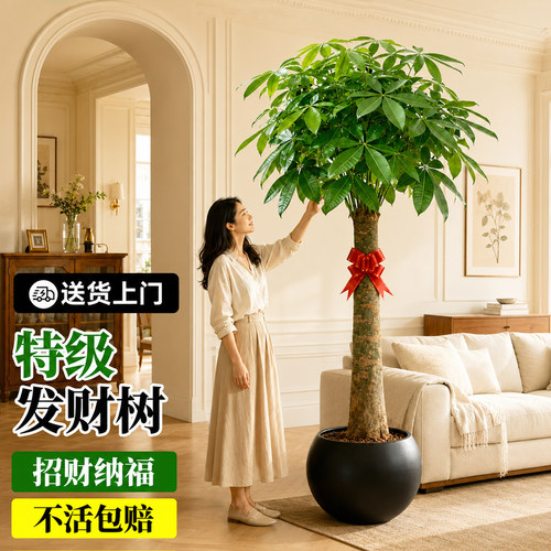 辫子发财树大型落地盆栽招财