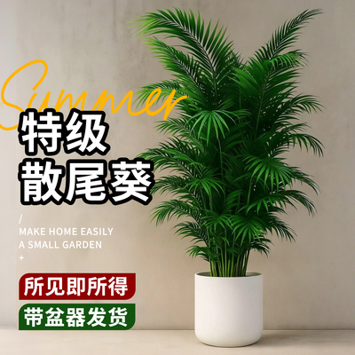 散尾葵植物盆栽客厅大型绿植