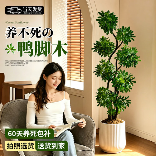 大型落地鸭脚木四季常青盆栽