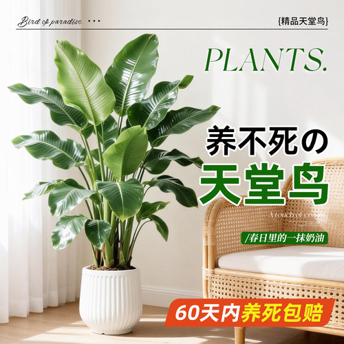 天堂鸟落地大号盆栽好养真花