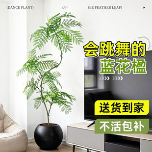 蓝花楹盆栽大型植物办公室内客厅网红大绿植落地老桩造型四季好养