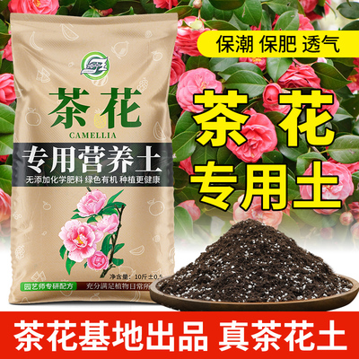 茶花专用土花期长花色艳