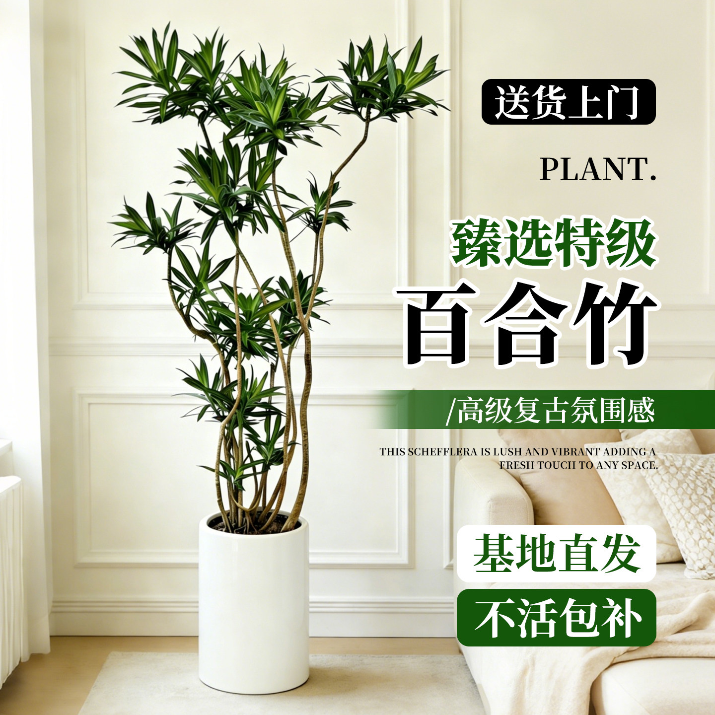 百合竹客厅绿植大盆栽室内大型落地式大盆栽造型老桩旺宅真花树苗